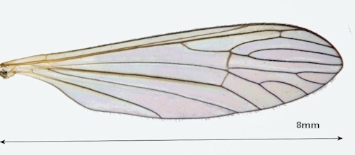 Tricyphona immaculata wing