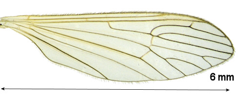 Tricyphona livida wing