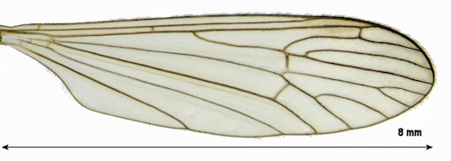 Tricyphona schummeli wing