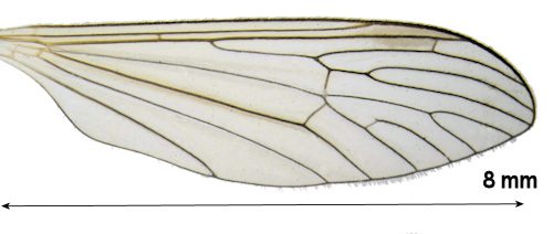 Tricyphona unicolor wing