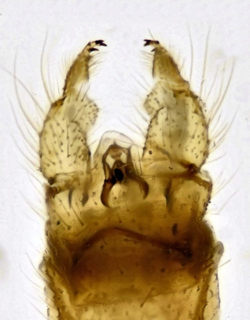 Ula sylvatica male ventral2