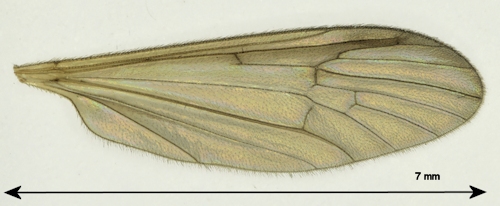 Ula sylvatica wing