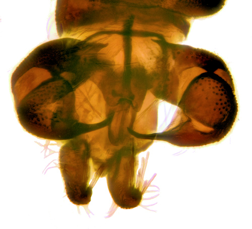 Ulomyia fuliginosa dorsal