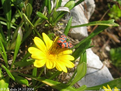 Zygaena fausta 12.10.2004 Gibraltar