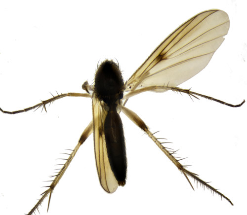 Zygomyia notata