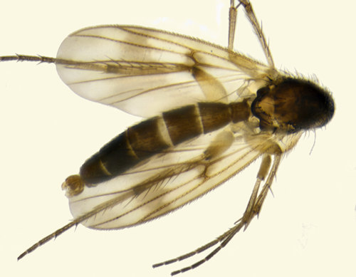 Zygomyia semifusca